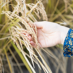 令和４年度精米★長崎県認定特別栽培米にこまる１㎏★宮下さんちのおいしいお米 8枚目の画像
