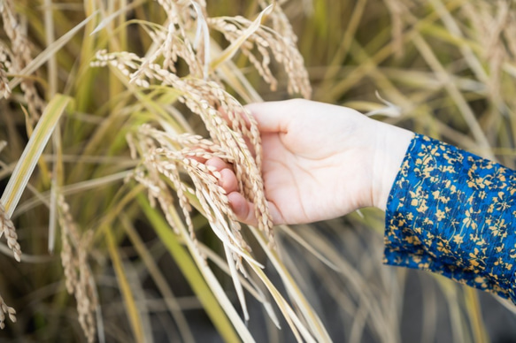 令和5年度精米★長崎県認定特別栽培米にこまる2㎏★宮下さんちのおいしいお米 8枚目の画像