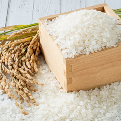 令和5年度精米★長崎県認定特別栽培米にこまる2㎏★宮下さんちのおいしいお米 2枚目の画像