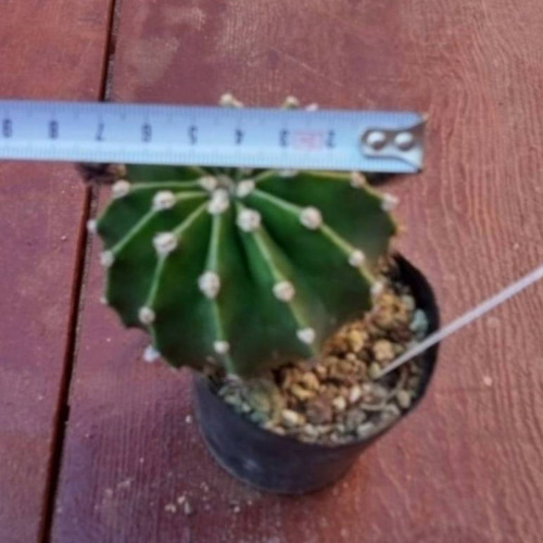 多肉植物　大輪咲　花サボテン　緑の芯 多肉植物 大輪咲 花サボテン 緑の芯 Yahoo!オークション - 多肉