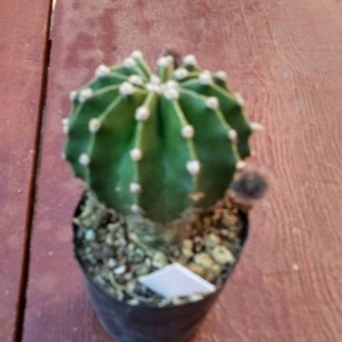 多肉植物　大輪咲　花サボテン　緑の芯 Yahoo!オークション - 多肉植物 大型大輪緑芯花サボテン 徳一