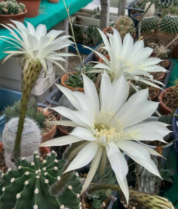 白い大輪の花が咲く サボテン w7 H7 多肉植物 サザンサボ 通販