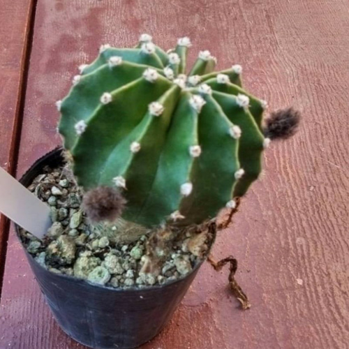 現品.大株】多肉植物 花サボテン 大輪咲 アニト D59-50個 大輪花 サボテン