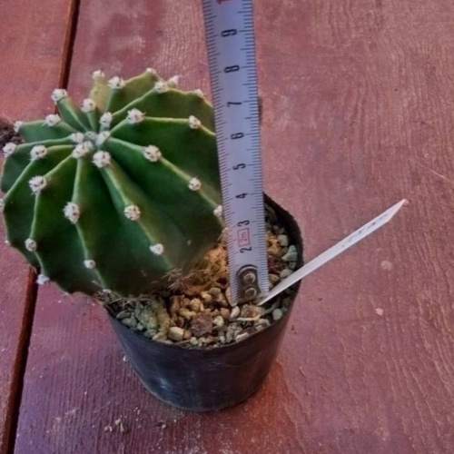 白い大輪の花が咲く サボテン w7 H7 多肉植物 サザンサボ 通販