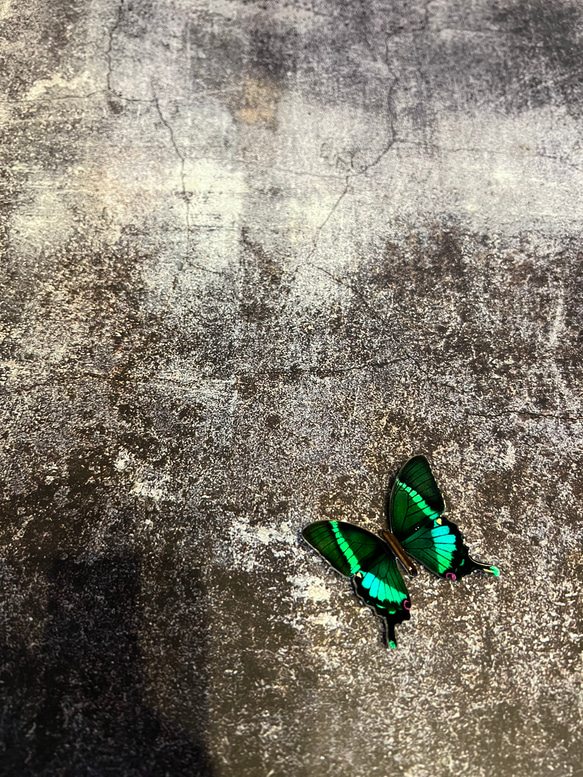 木製蝶々標本ブローチ【ホソオビクジャクアゲハ】 1枚目の画像