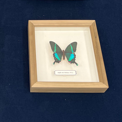 木製蝶々標本ブローチ【ホソオビクジャクアゲハ】 2枚目の画像