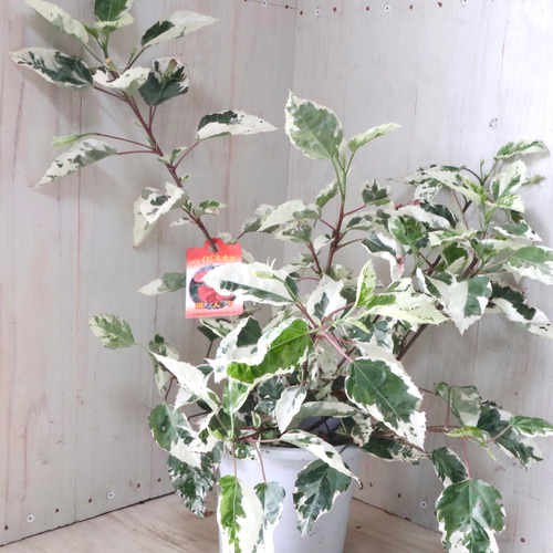 斑入り♡ハイビスカス♡スノーフレーク♡5号鉢♡ アートフラワー nico