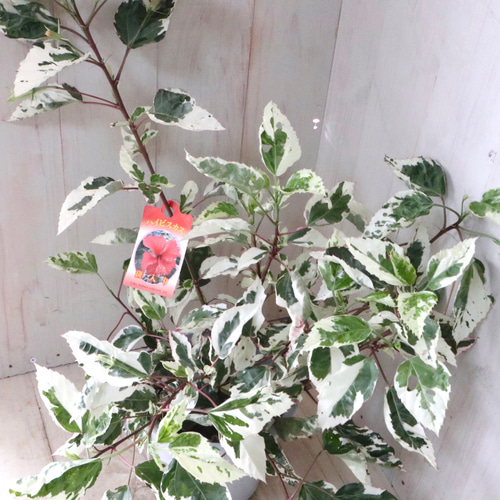 斑入り♡ハイビスカス♡スノーフレーク♡5号鉢♡ アートフラワー nico