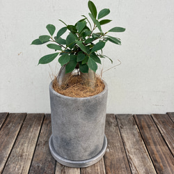 多幸の木☆幸せを呼ぶ木☆ガジュマル☆陶器鉢植☆観葉植物 1枚目の画像