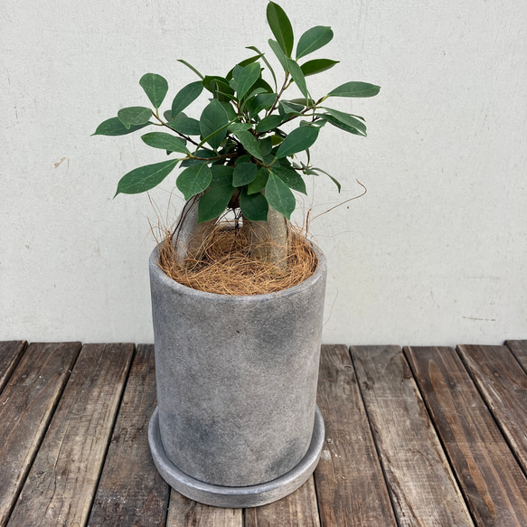 多幸の木☆幸せを呼ぶ木☆ガジュマル☆陶器鉢植☆観葉植物