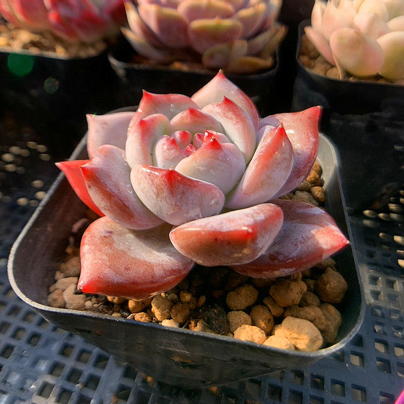 オレンジモンロー錦 抜き苗