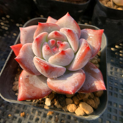 385.多肉植物 寄せ植え エケベリア属 韓国オレンジモンロー 希少 抜き