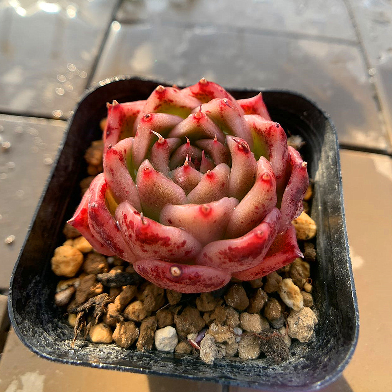 多色エケベリア寄せ植え