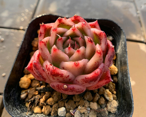 388.多肉植物 寄せ植え エケベリア属 原種エリザベス 超美苗 抜き苗