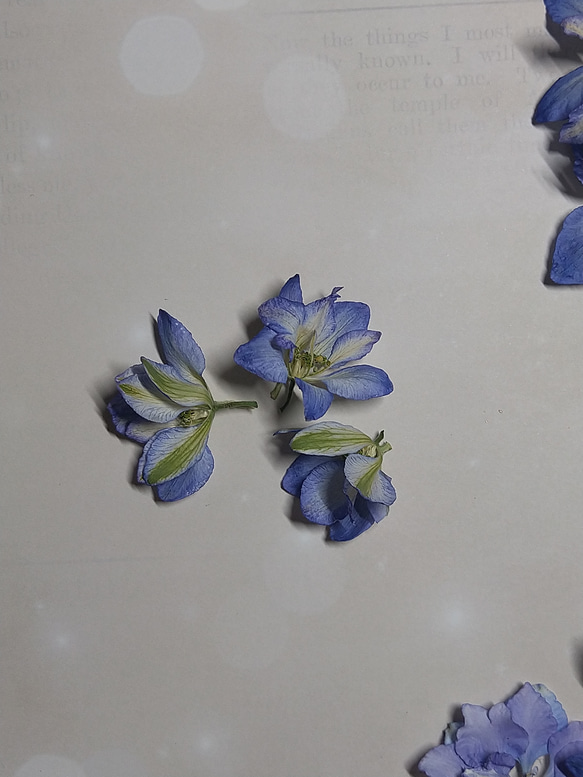 再販　ドライフラワー素材　ラークスパー（チドリソウ）紫　青ミックス 4枚目の画像