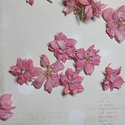 再販　ドライフラワー素材　ラークスパー（チドリソウ）ピンク花びら約20枚 3枚目の画像