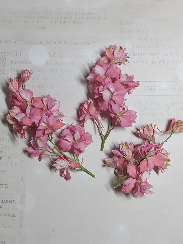 再販　ドライフラワー素材　ラークスパー（チドリソウ）ピンク花びら約20枚 2枚目の画像