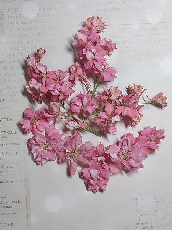 再販　ドライフラワー素材　ラークスパー（チドリソウ）ピンク花びら約20枚 1枚目の画像