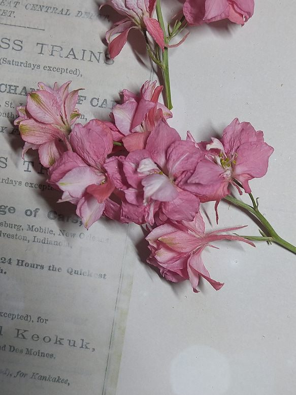 再販　ドライフラワー素材　ラークスパー（チドリソウ）ピンク花びら約20枚 4枚目の画像