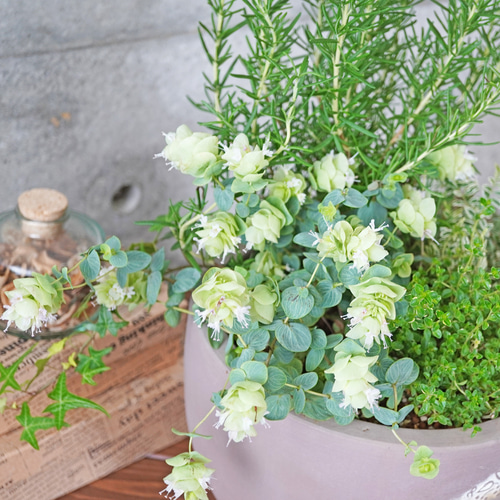 ローズマリーとミルフィーユリーフのハーブ寄せ植え◇ギフト 贈り物