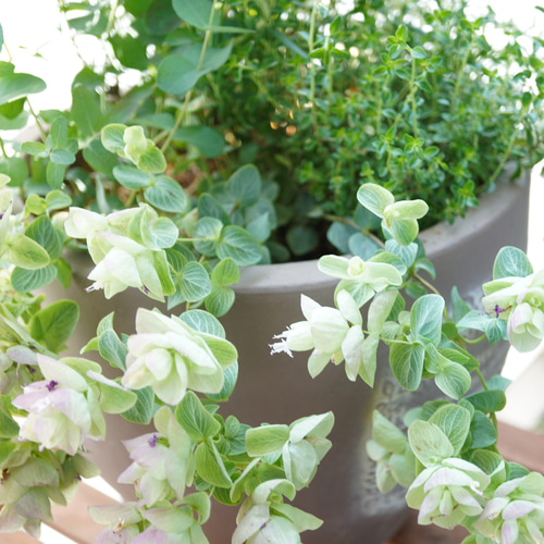 ローズマリーとミルフィーユリーフのハーブ寄せ植え◇ギフト 贈り物