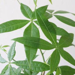 自然な感じのパキラ　個性的な陶器鉢植 2枚目の画像