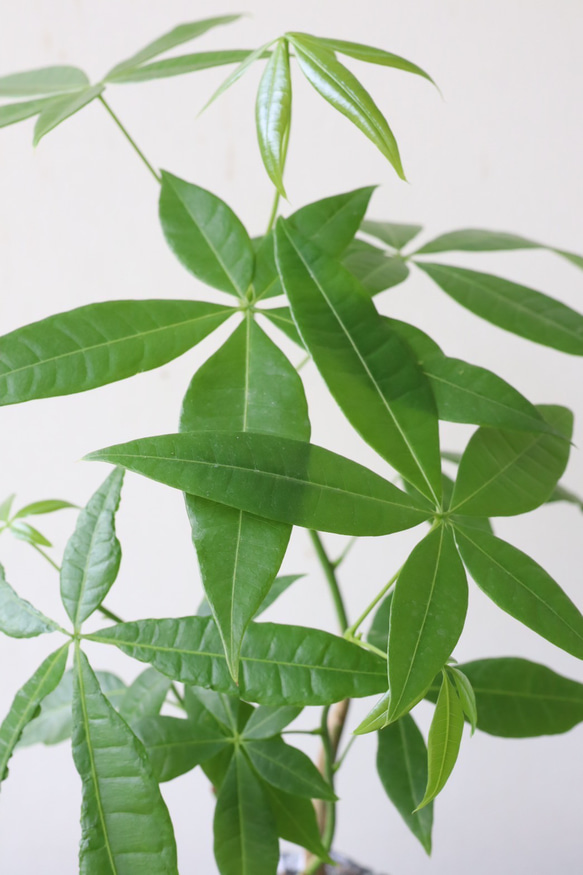 自然な感じのパキラ　個性的な陶器鉢植 2枚目の画像