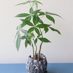 自然な感じのパキラ　個性的な陶器鉢植 1枚目の画像
