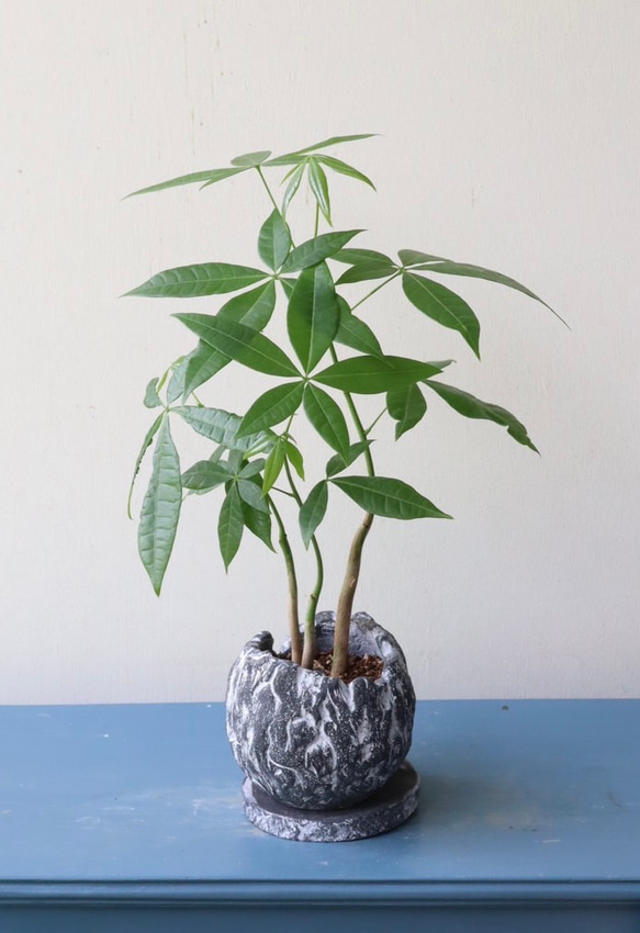 自然な感じのパキラ　個性的な陶器鉢植 1枚目の画像