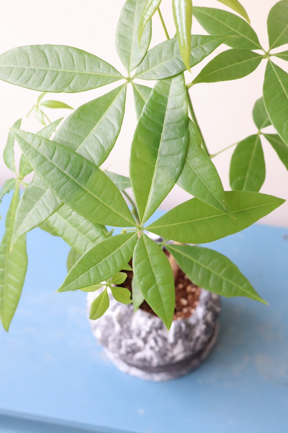 自然な感じのパキラ　個性的な陶器鉢植 4枚目の画像