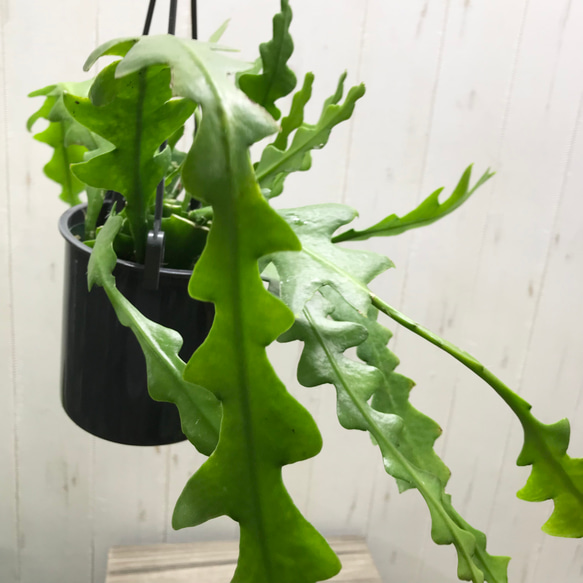 エピフィルム・アングリガー / epiphyllum anguliger / フィッシュボーン 吊り鉢 /  グレー 4枚目の画像