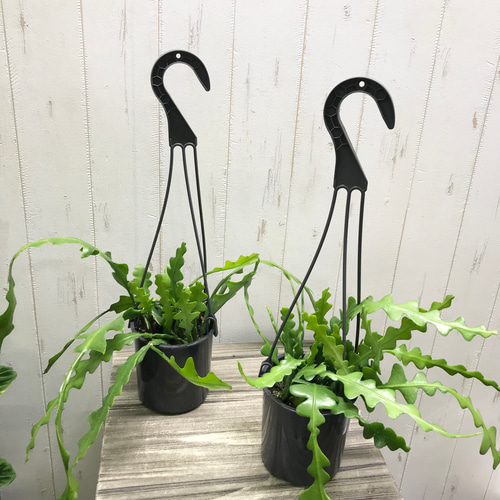 エピフィルム・アングリガー / epiphyllum anguliger