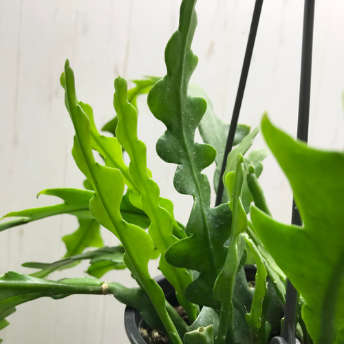 エピフィルム・アングリガー / epiphyllum anguliger