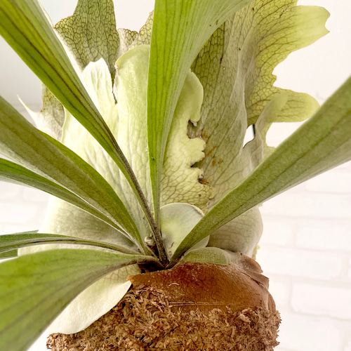 ビカクシダ コウモリラン 流木付け 観葉植物 ハンギンググリーン
