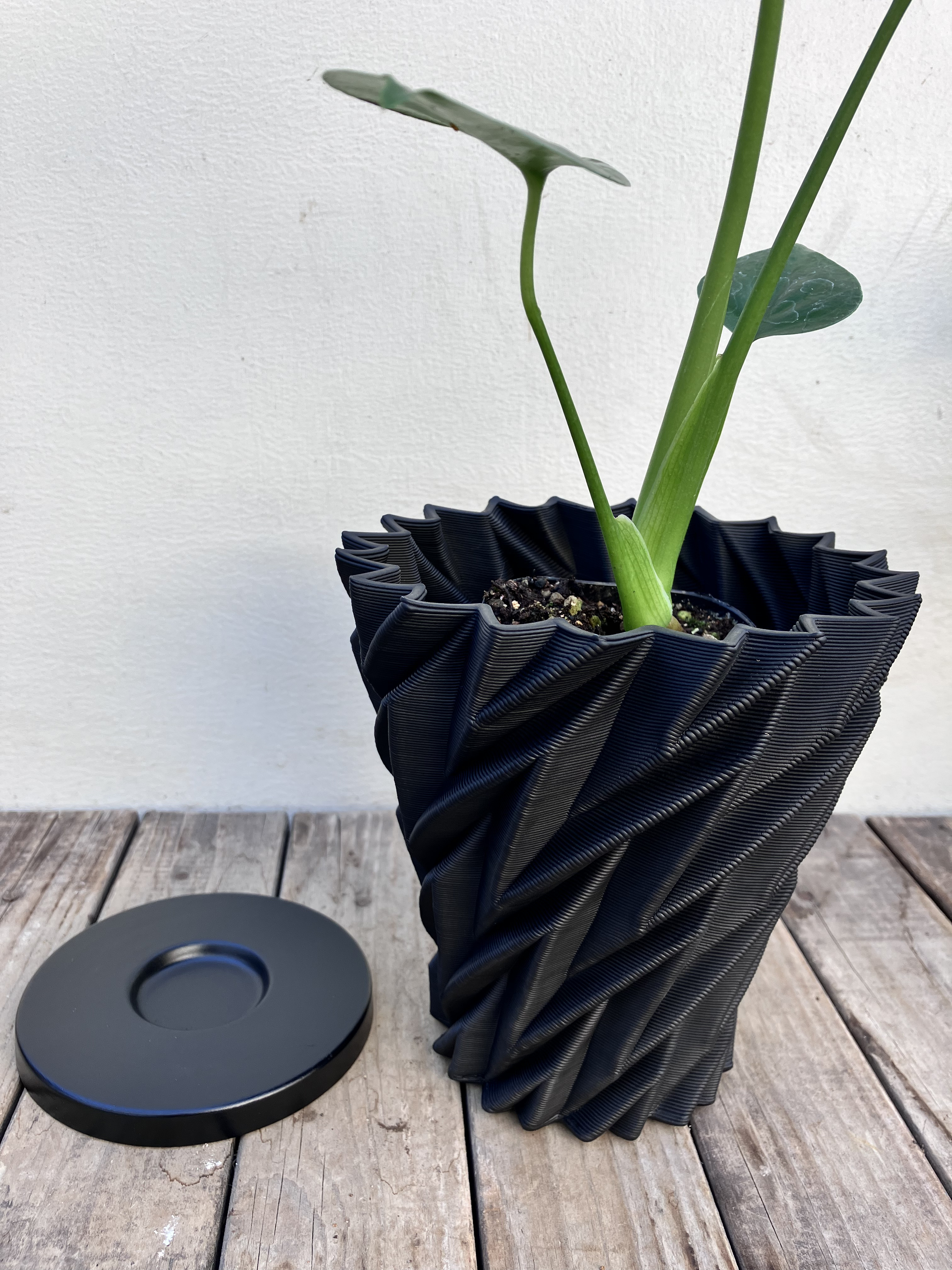 南国の雰囲気のモンステラ　オシャレな陶器鉢