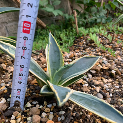 アガベ アメリカーナ斑入り 多肉植物 多肉と雑貨 みどりのゆび