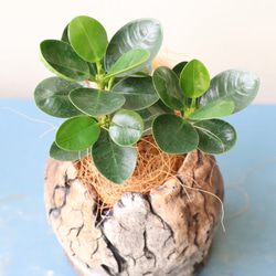 希少ホヤ＊インクラサッタ＊アルボマギナータ＊斑入り＊観葉植物