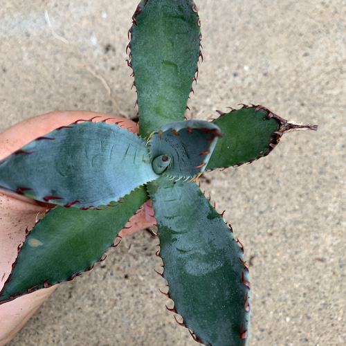 アガベ 屈原の舞扇 7株 抜き苗 アガベ 屈原の舞扇 7号