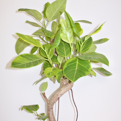 数量限定"フィカス・アルテシーマ" ギフト インドアグリーン 人気 観葉植物 1枚目の画像