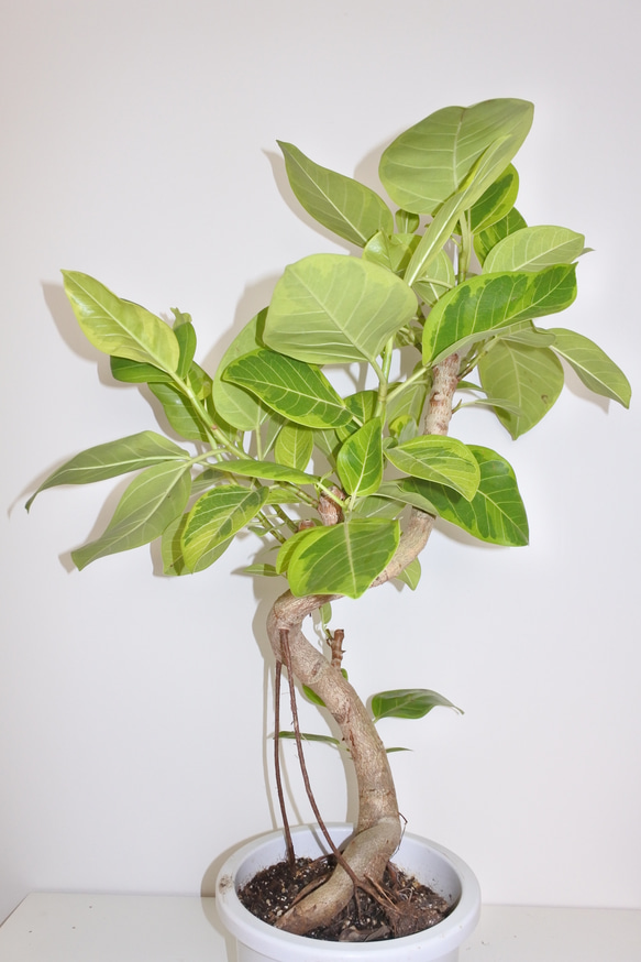 数量限定"フィカス・アルテシーマ" ギフト インドアグリーン 人気 観葉植物 2枚目の画像