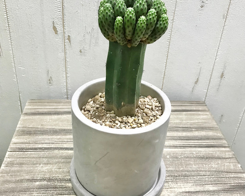 スルコレブチア・ラウシー グリーンラウシー セメント鉢 受皿付 White