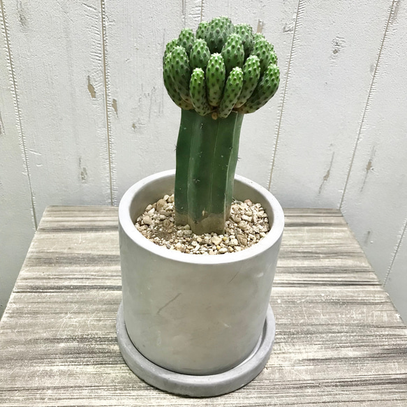 スルコレブチア・ラウシー グリーンラウシー セメント鉢 受皿付 White