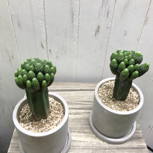 スルコレブチア・ラウシー グリーンラウシー セメント鉢 受皿付 White