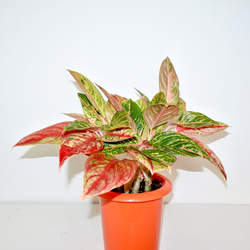 数量限定 "アグラオネマ" 大人気 ギフト 観葉植物 インドアグリーン 3枚目の画像