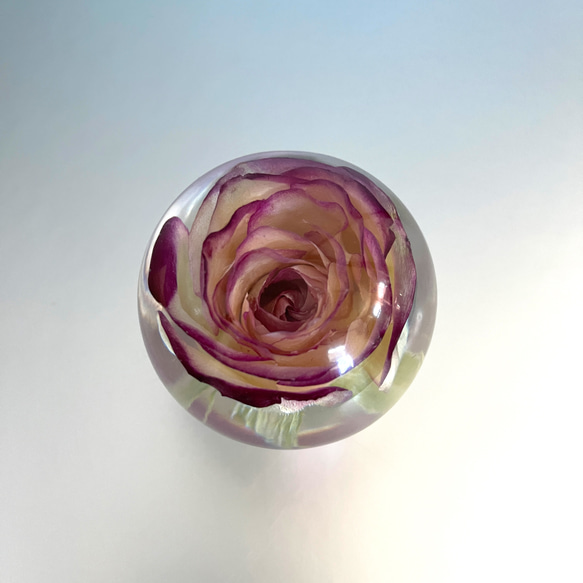 まるで氷に閉ざされた本物の薔薇のペーパーウエイト/夏のインテリア小物/花/固まるハーバリウム/160g 5枚目の画像