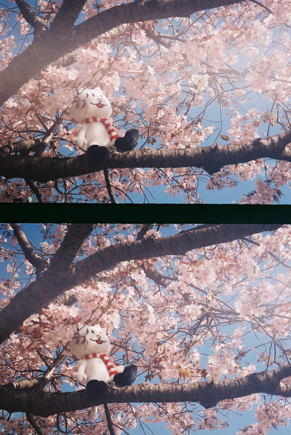 【ヴィンテージ】レトロフィルムカメラ オリンパス PEN EE-3 Natural 19枚目の画像