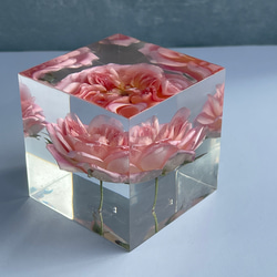 本物の薔薇のペーパーウエイト/スイートドリーム/癒しのインテリア小物/固まるハーバリウム/植物標本/5cm158g 4枚目の画像