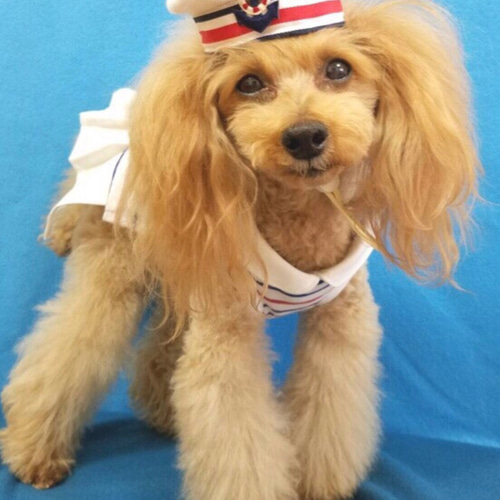 ななこさま専用☆犬服ハンドメイド♡ボーダーワンピース ハンドメイド