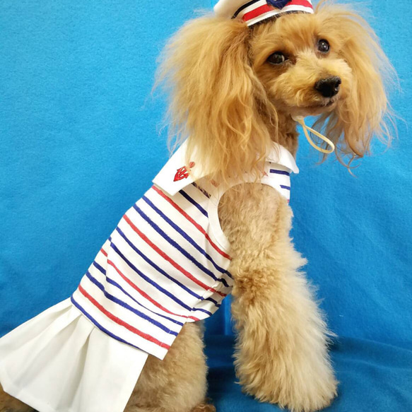 犬服⭐︎ハンドメイド♡ボーダーワンピース 夏用セーラーにマリンボーダー柄ワンピース・犬服 ペット服