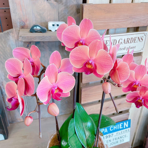 オレンジ 胡蝶蘭 アートフラワー 陶器鉢 ミディ胡蝶蘭 オレンジ サーフソング 3本立ち | 胡蝶蘭ならHitoHana